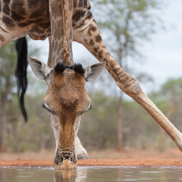 Girafe qui boit