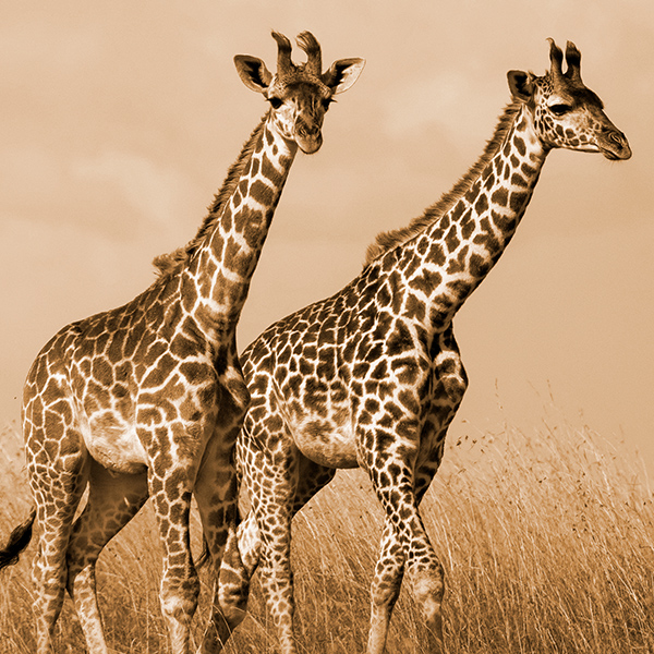 Duo de girafes