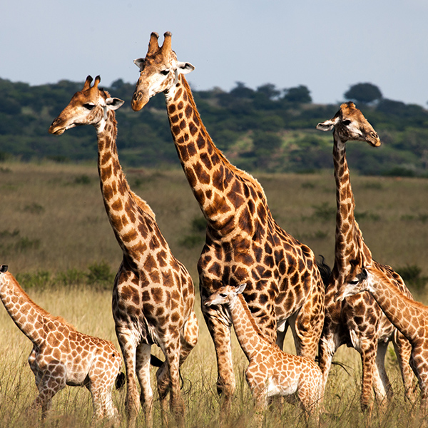 Famille de girafe