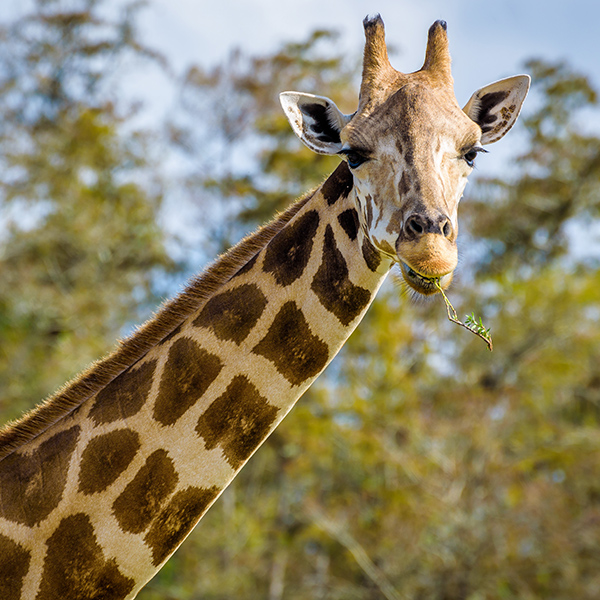 Girafe qui mange