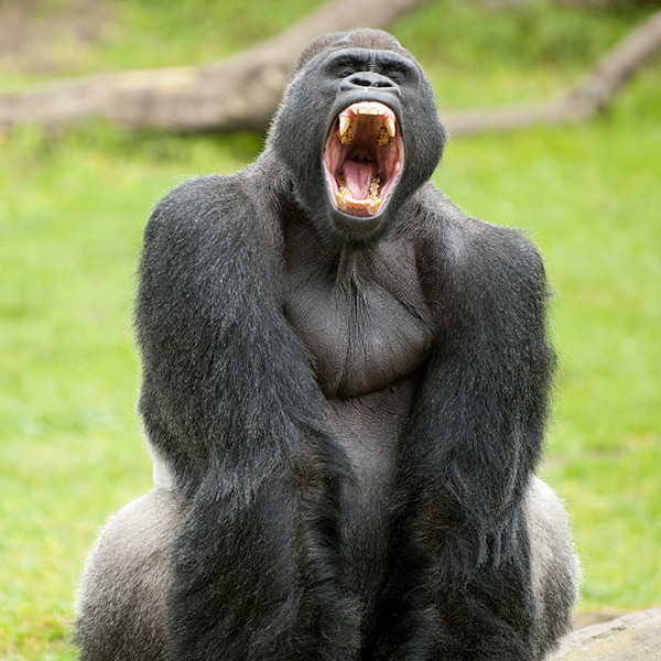 Dents de gorille