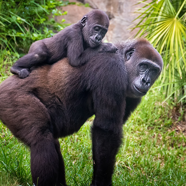 Maman gorille avec bébé