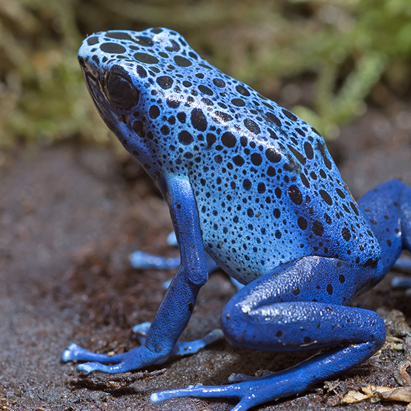 Grenouille bleue