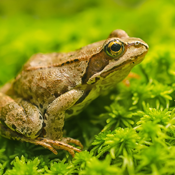 Grenouille brune