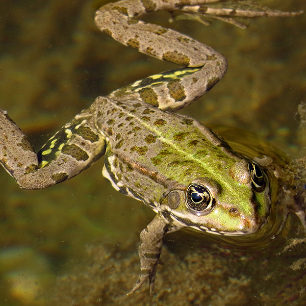 Grenouille dans un étang