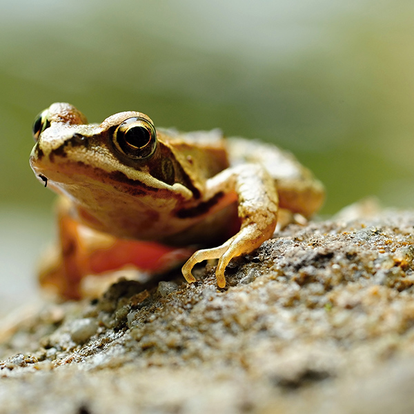 Grenouille sur la sable