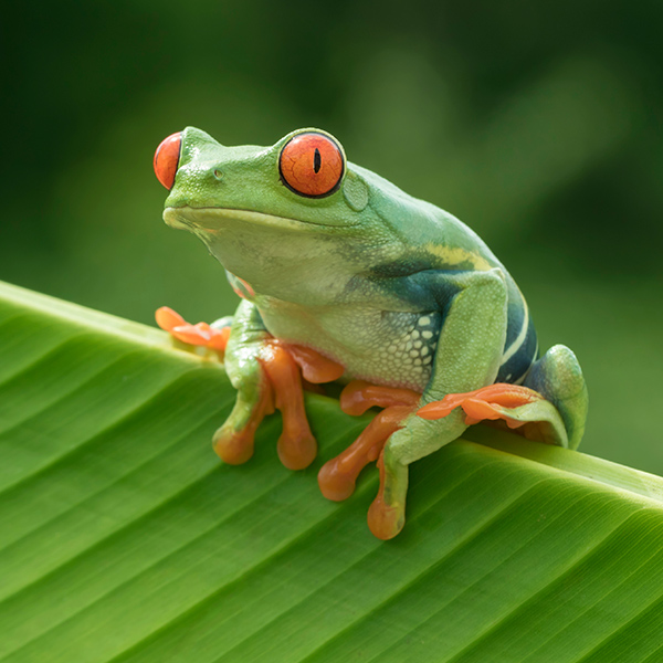 Grenouille aux yeux rouges