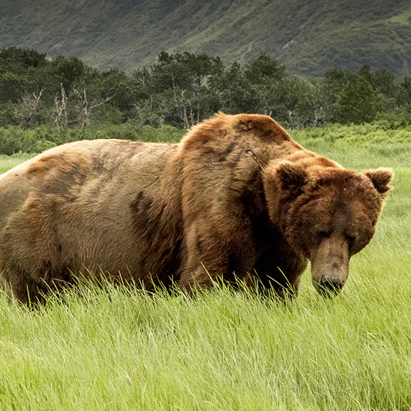 Grizzli dans la clairière