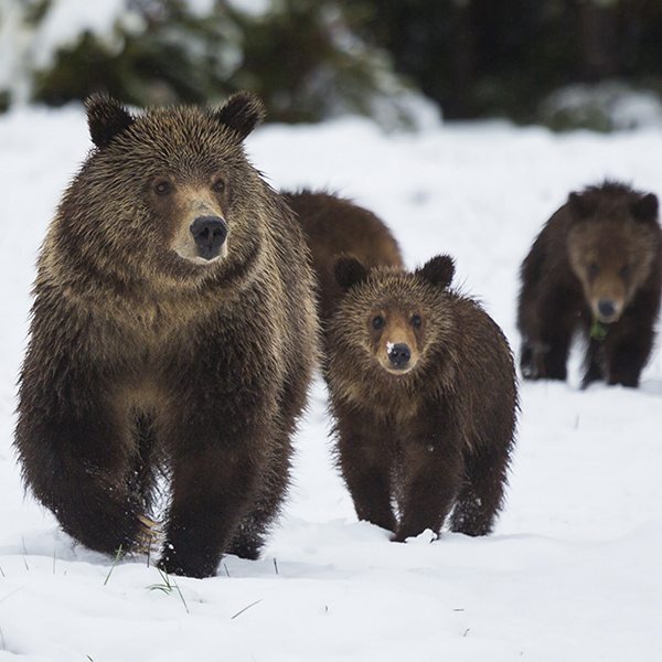 Famille de grizzli