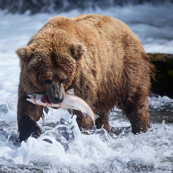 Grizzli qui pêche le saumon