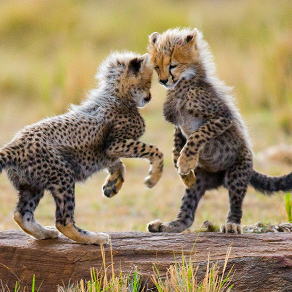 Bébés guépard