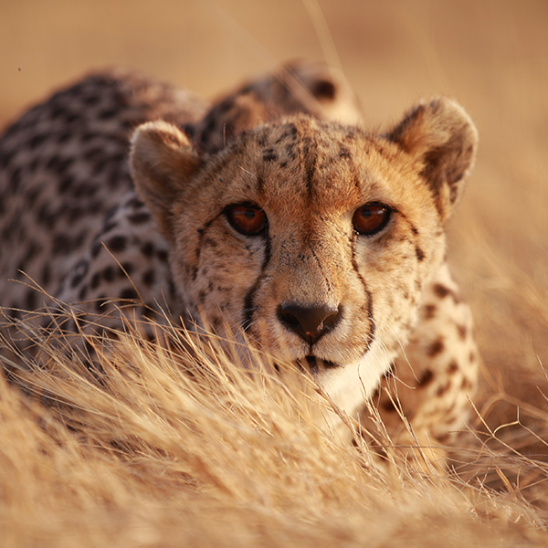 Guépard qui chasse