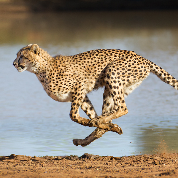 Guépard à la course