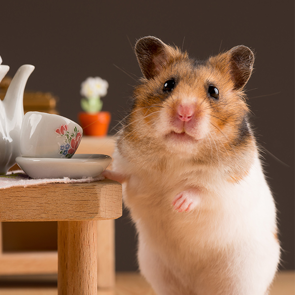 Hamster qui boit le thé