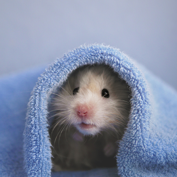 Hamster dans la serviette