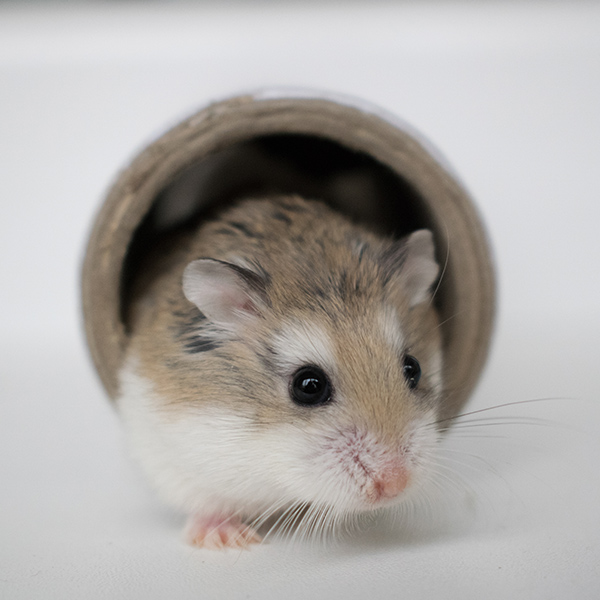 Hamster dans un trou