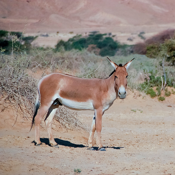 Hémione dans la nature