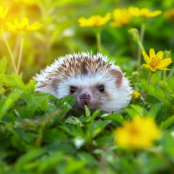 Hérisson caché dans l'herbe