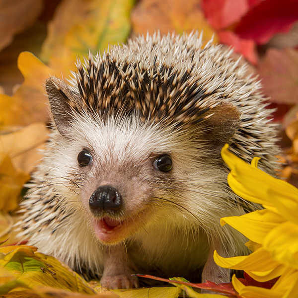 Hérisson dans les feuilles