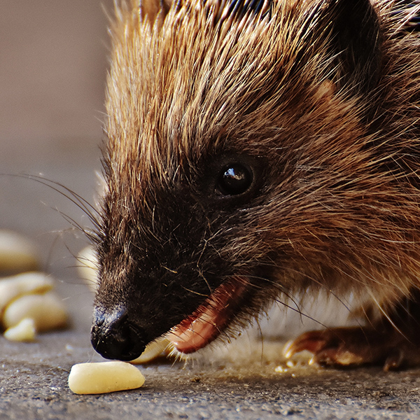 Hérisson qui mange