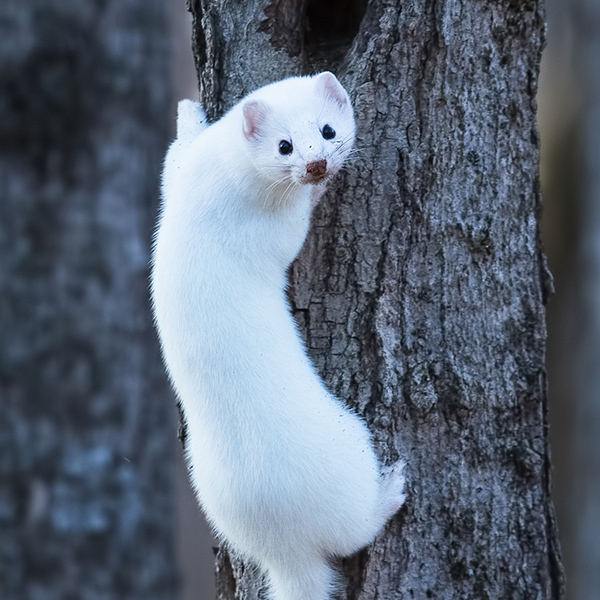 Hermine blanche sur un arbre