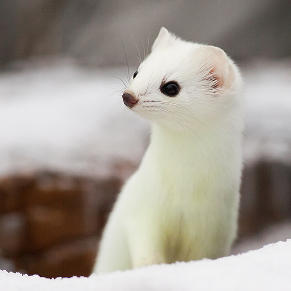 Hermine dans la neige