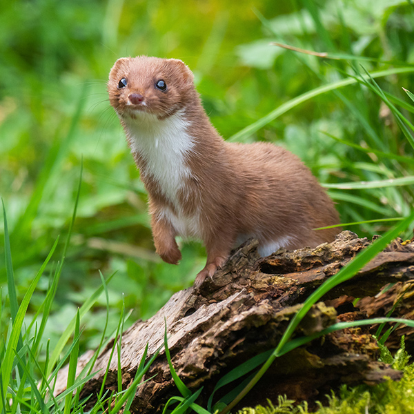 Hermine qui surveille