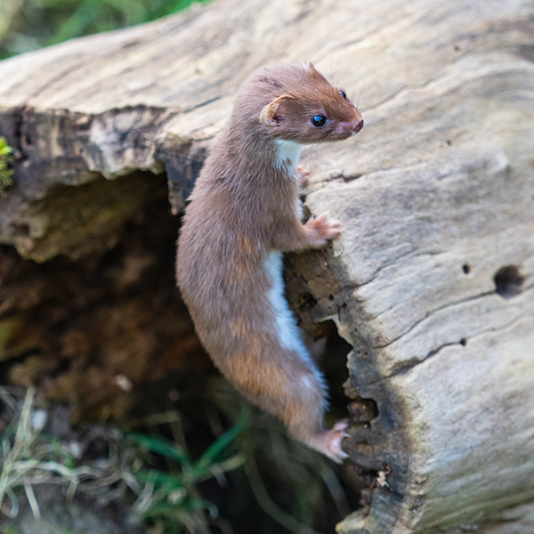 Hermine dans un trou d'arbre