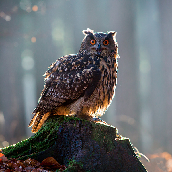 Hibou dasn la forêt