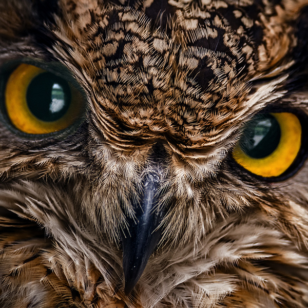 Portrait du Hibou