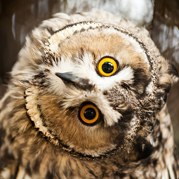 Hibou à la tête qui tourne