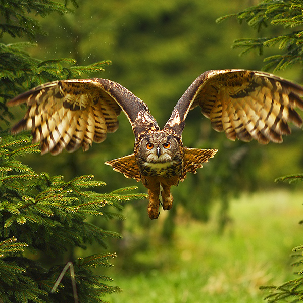 Hibou qui vole dans la forêt