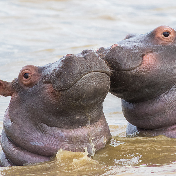 Hippopotame qui s'amuse dans l'eau