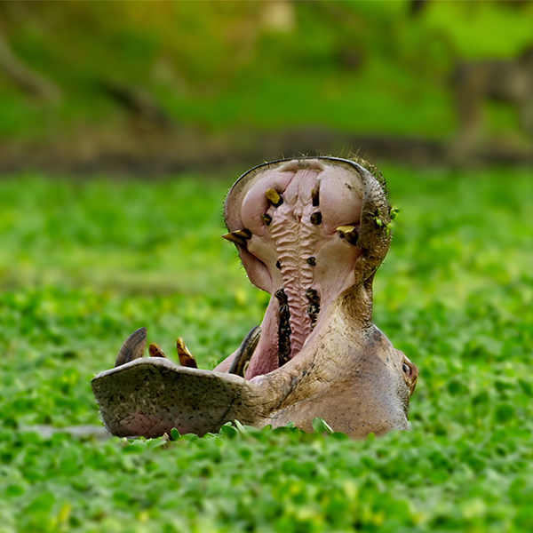 Hippopotame avec la bouche ouverte