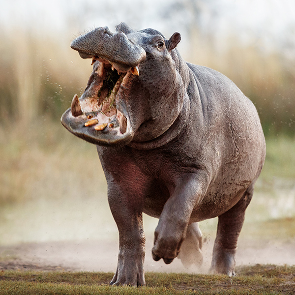 Hippopotame qui charge