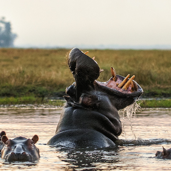 Hippopotame dans l'eau