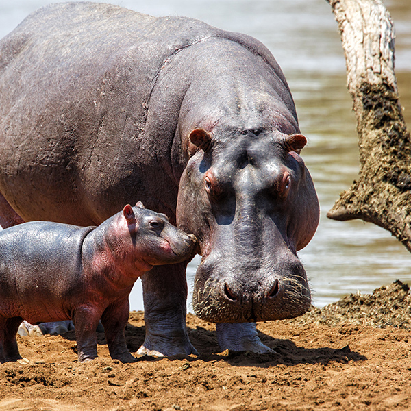 Mère Hippopotame et son enfant