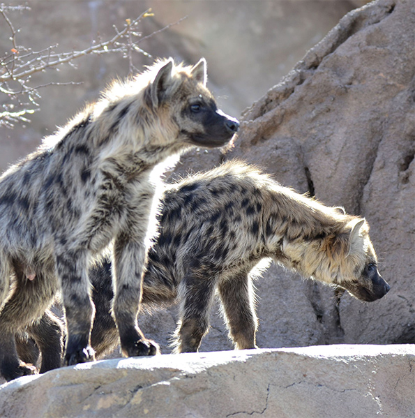 Hyène sur un rocher