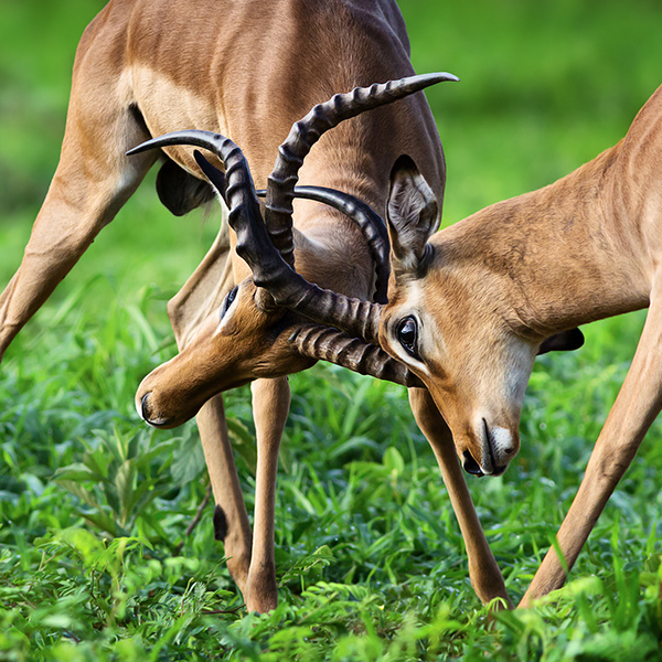 Combat d'Impala