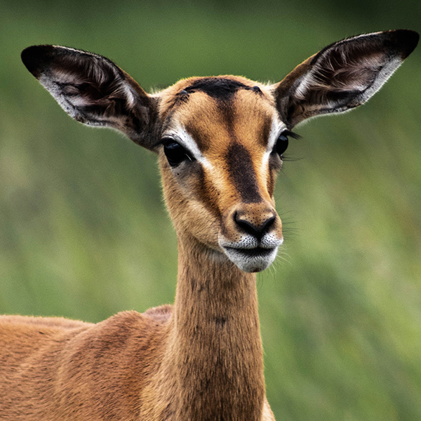 Jeune Impala