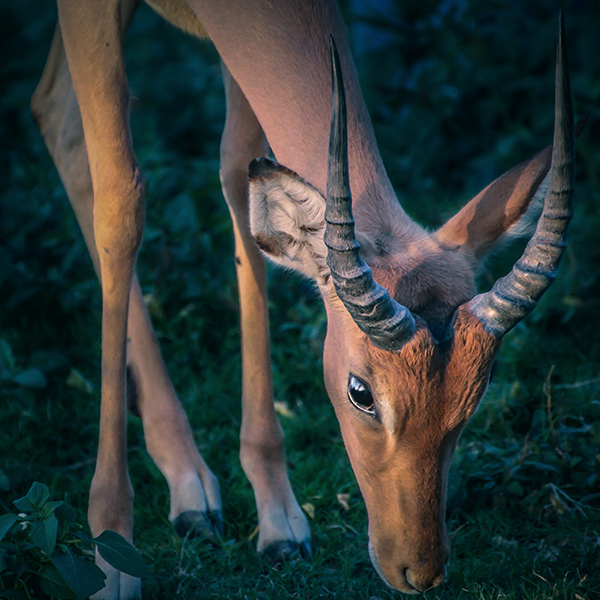 Impala mange de l'herbe
