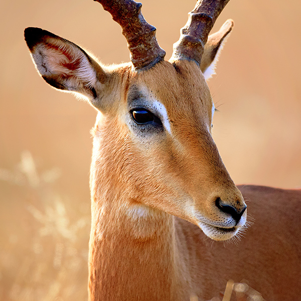 Portrait de l'Impala