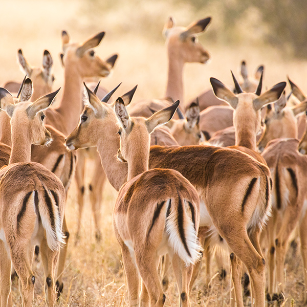 Troupeau d'Impala