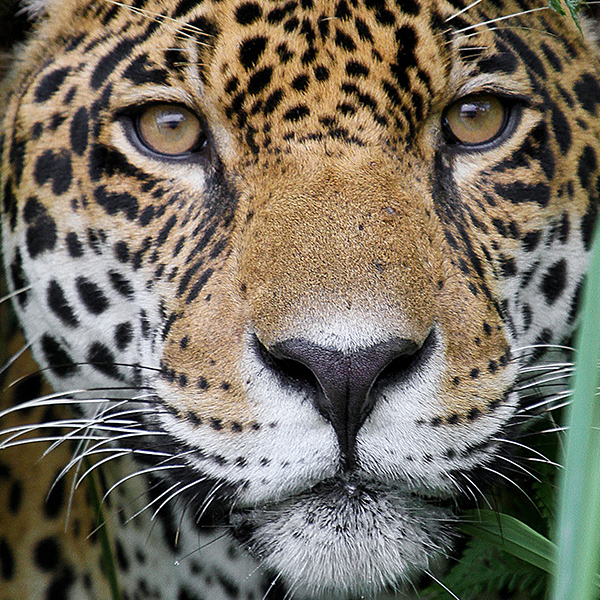 Jaguar caché dans les feuilles