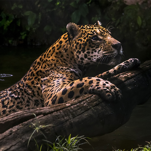 Jaguar couché sur un arbre