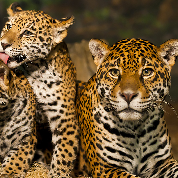 Famille de Jaguar