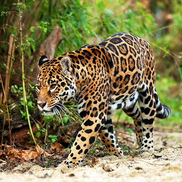 Superbe Jaguar