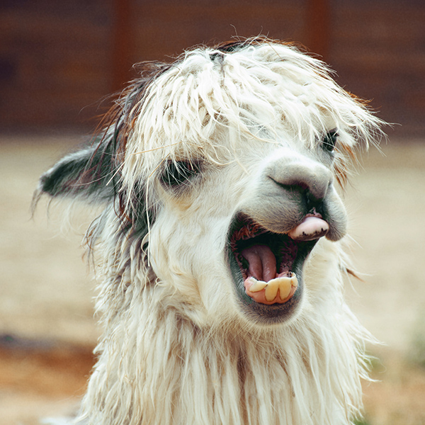 Drole de Lama