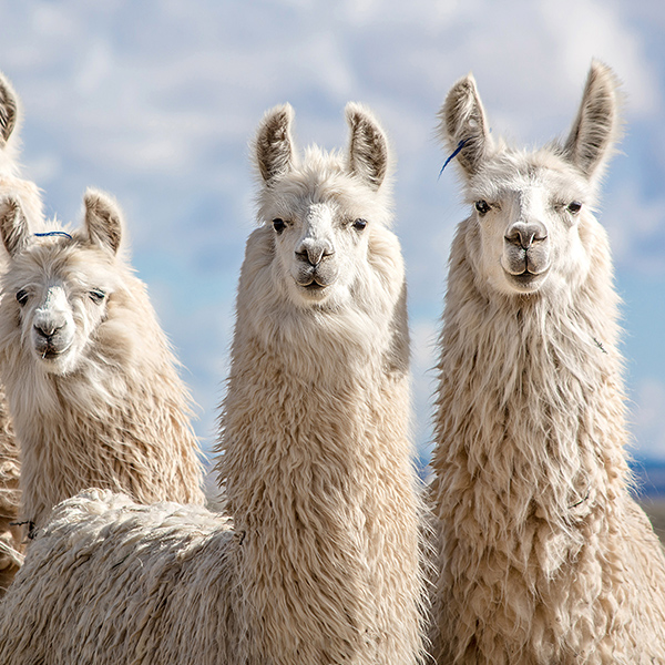Groupe de Lama blanc