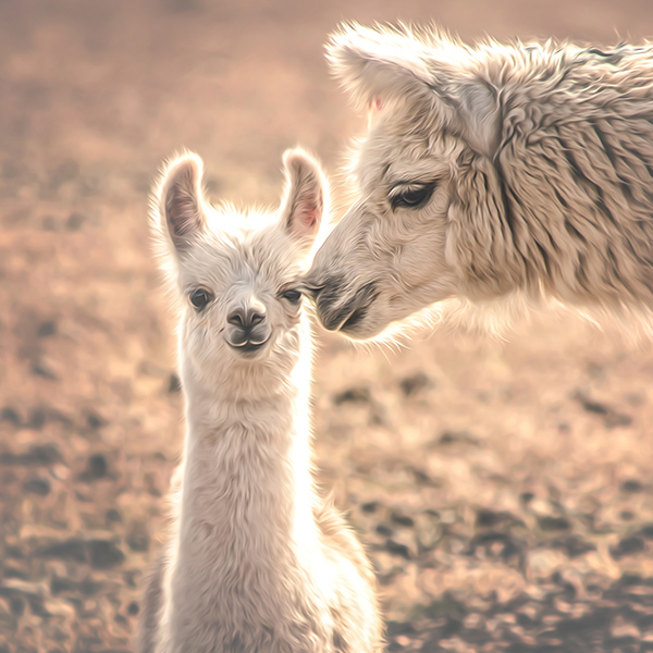 Mère Lama et son enfant